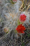 Tephrocactus floccosus var ovoides Nazca to Puquio GPS191 Peru_Chile 2014_0155.jpg